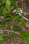 Fourleaf milkweed